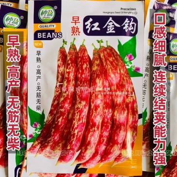 东北早熟红金钩架豆种子黄金钩油豆角种子无筋无纤维面鼓豆种