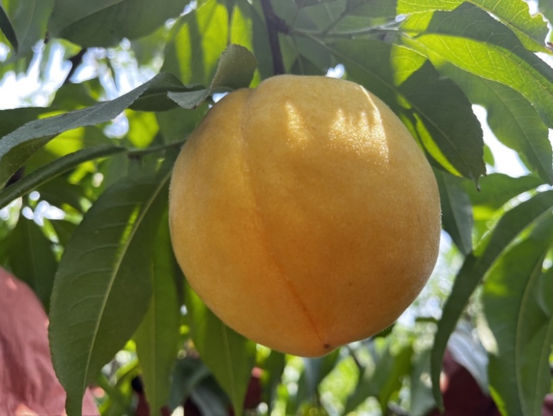 高山锦绣黄桃