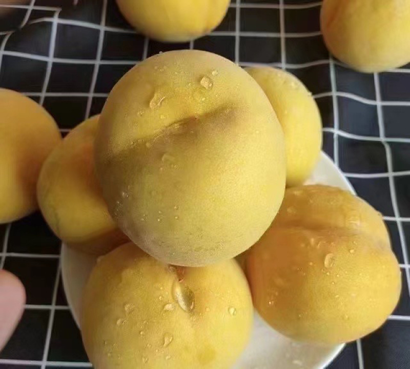 高山锦绣黄桃