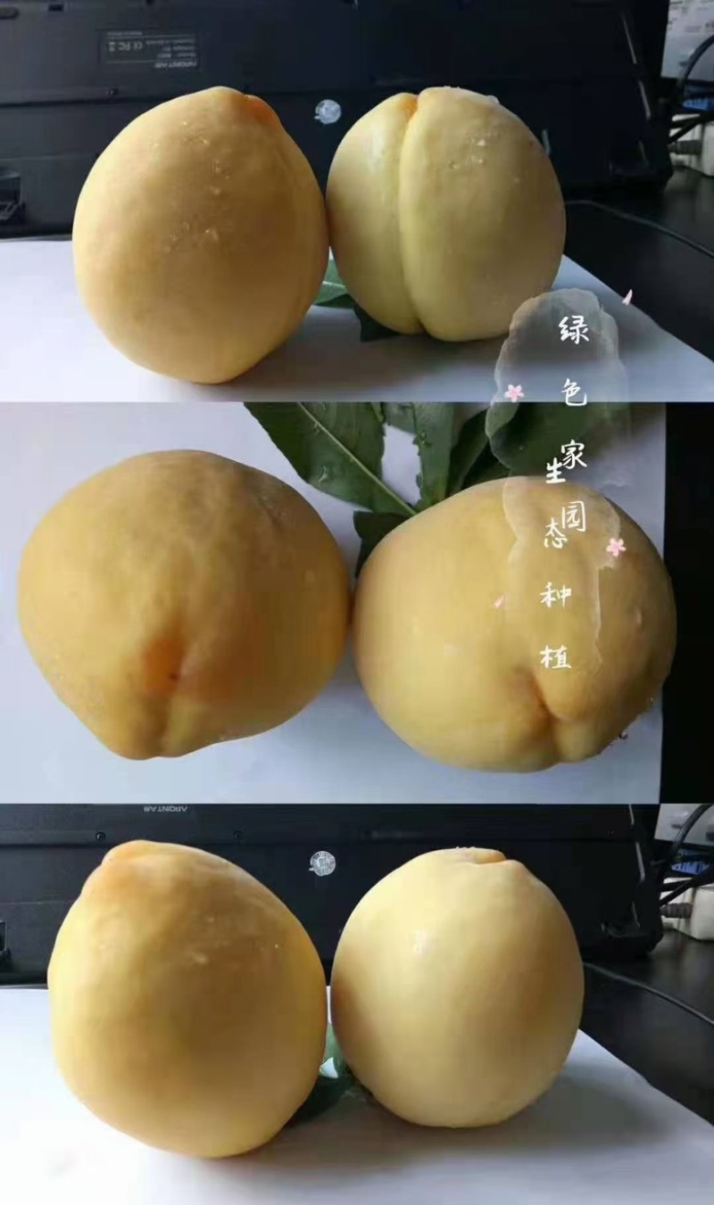 高山锦绣黄桃