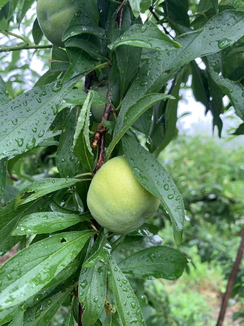 青脆李精品李子大量上市，欢迎来电咨询
