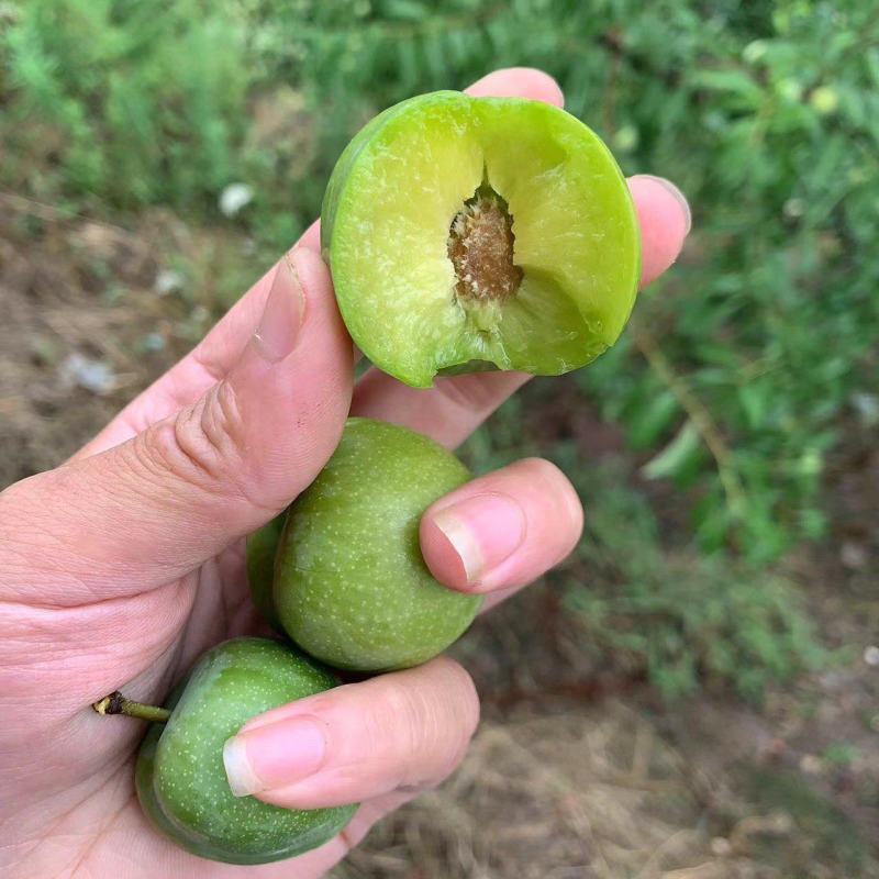 重庆青脆李子精品李子大量上市，欢迎来电咨询