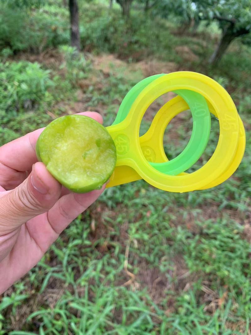 重庆青脆李子精品李子大量上市，欢迎来电咨询