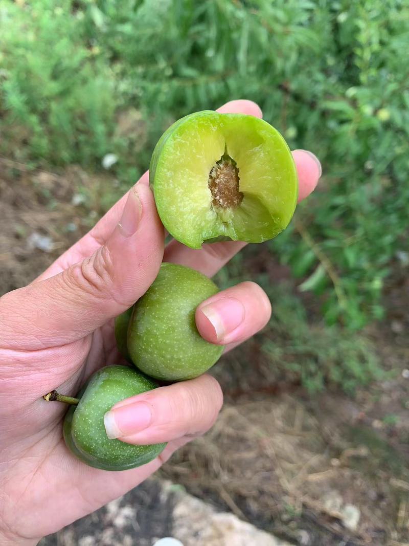 重庆青脆李子精品李子大量上市，欢迎来电咨询