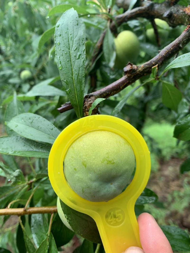 重庆青脆李子精品李子大量上市，欢迎来电咨询