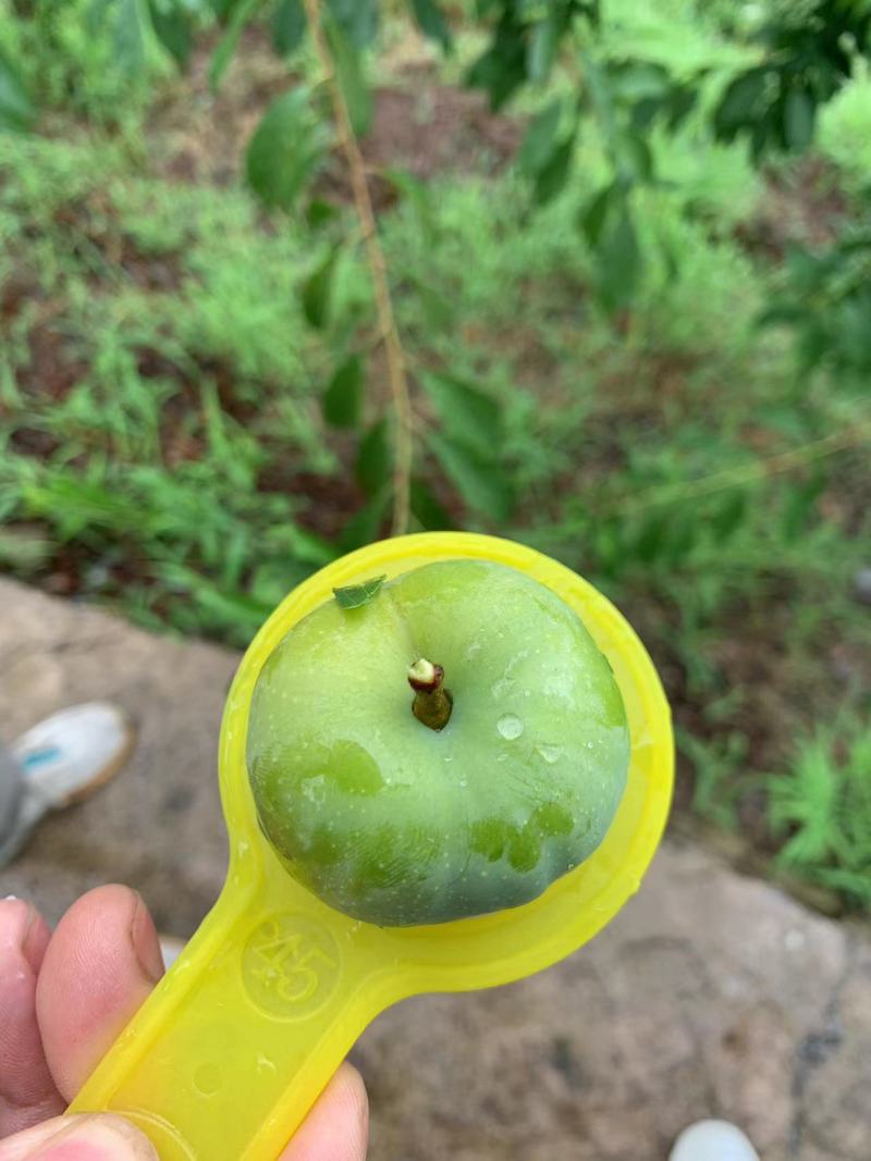 重庆青脆李子精品李子大量上市，欢迎来电咨询