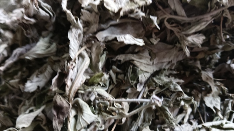 麻城大别山艾叶
