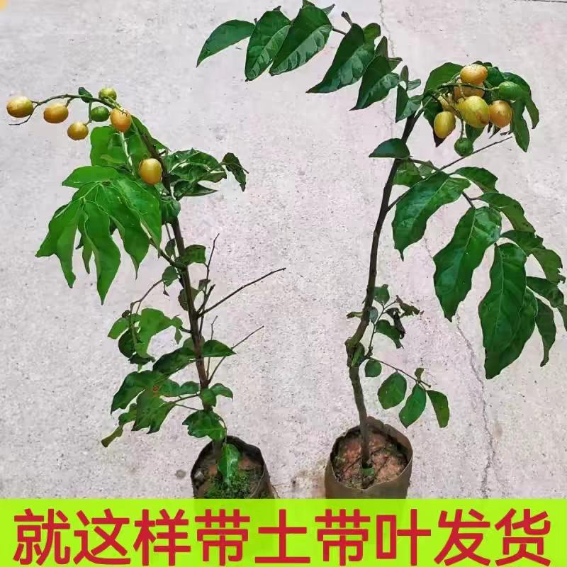 正宗嫁接黄皮果树苗