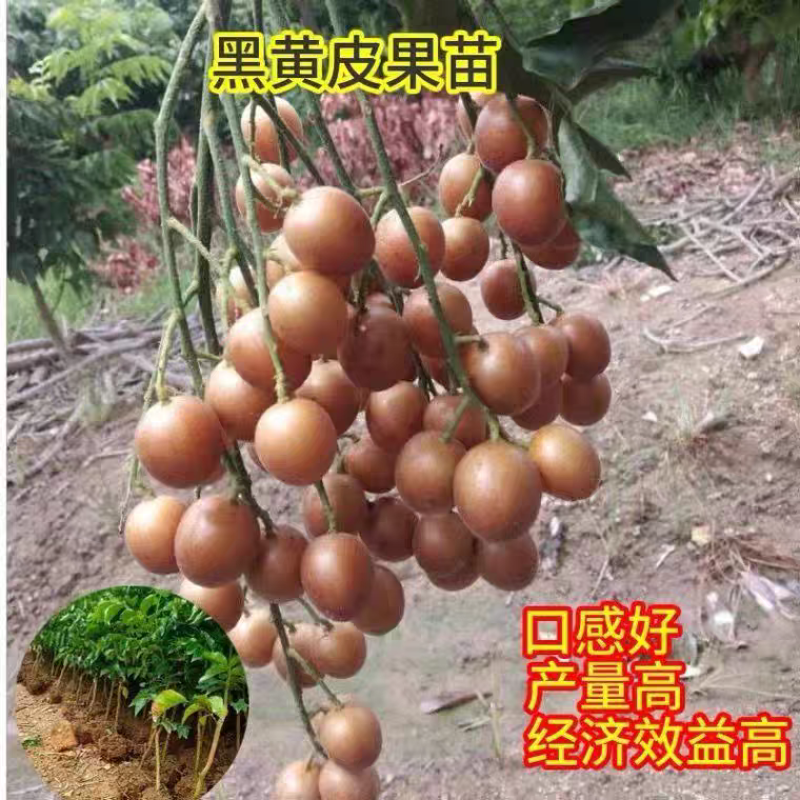 正宗嫁接黄皮果树苗