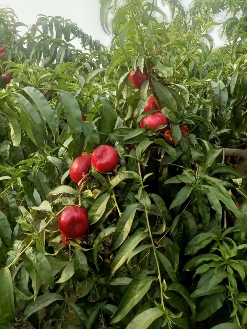 油蟠桃。中油蟠十三大量现货