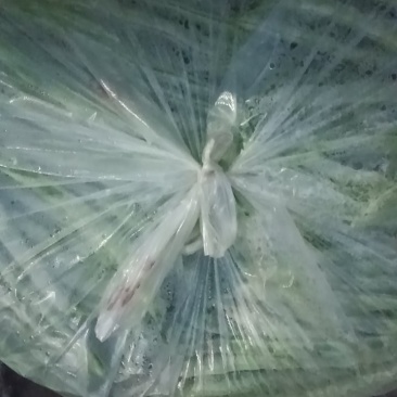 豆角