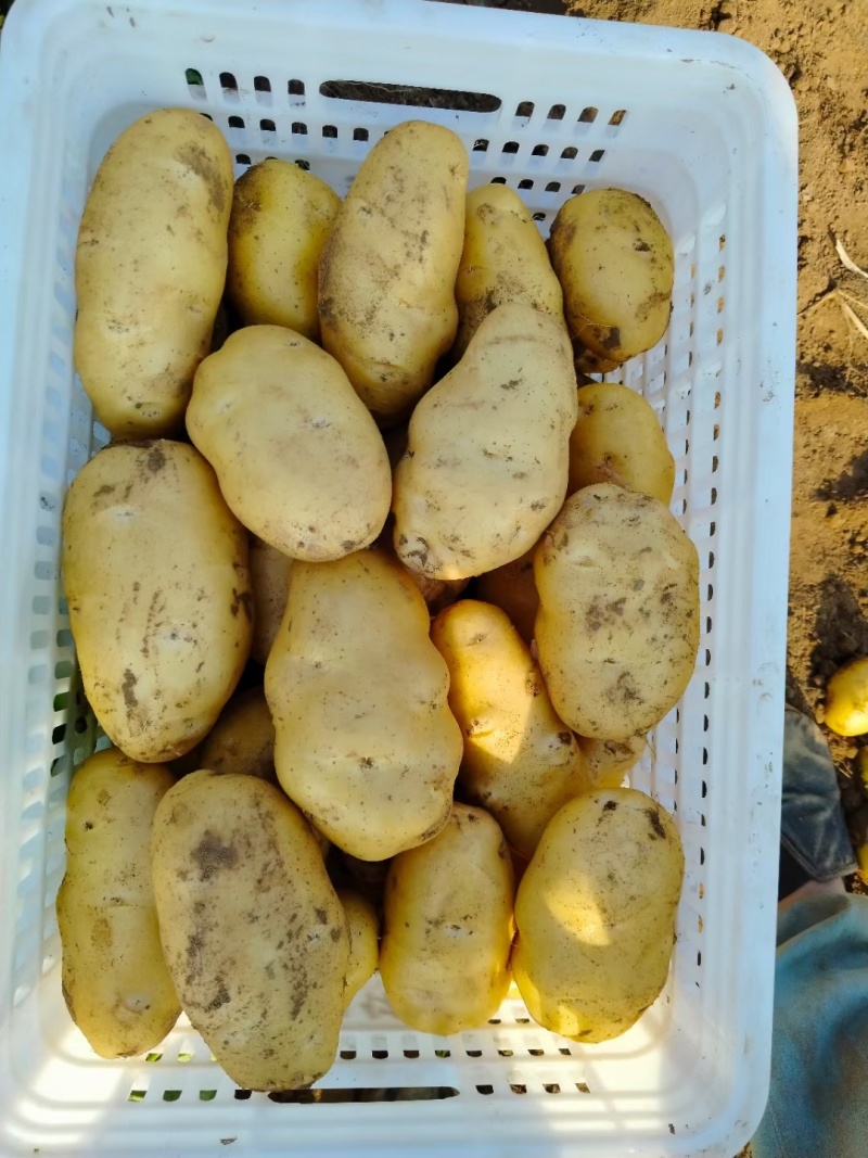 黄心黄皮土豆，何兰十五，806，803。产地直发，货源充