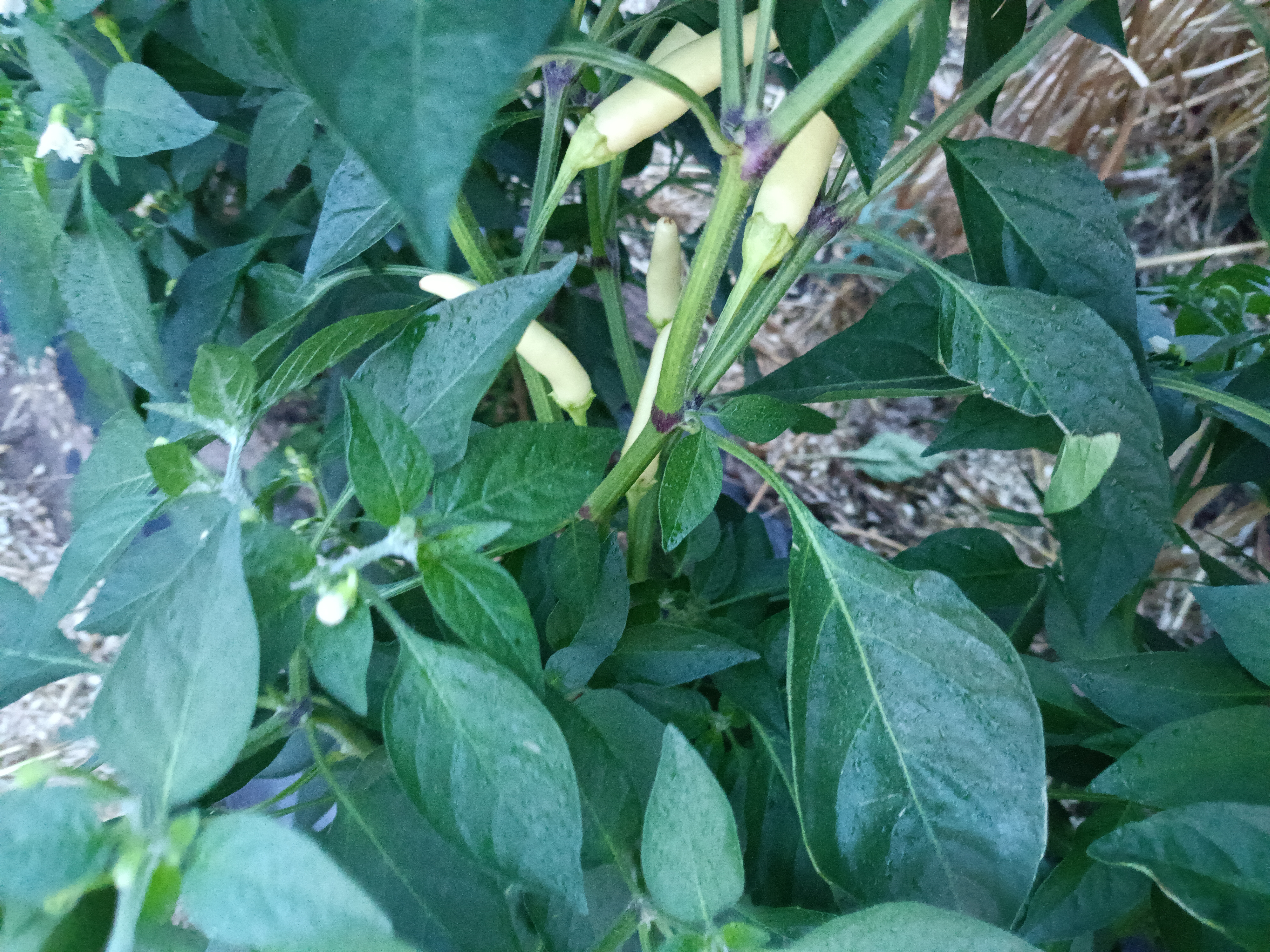 milletpepper小米椒植株与果实特写 milletpepper小米椒植株与果实特写