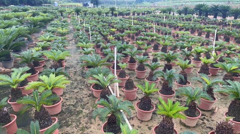 苏铁，自家基地，可视频看货，量大从优欢迎大家来电咨询。