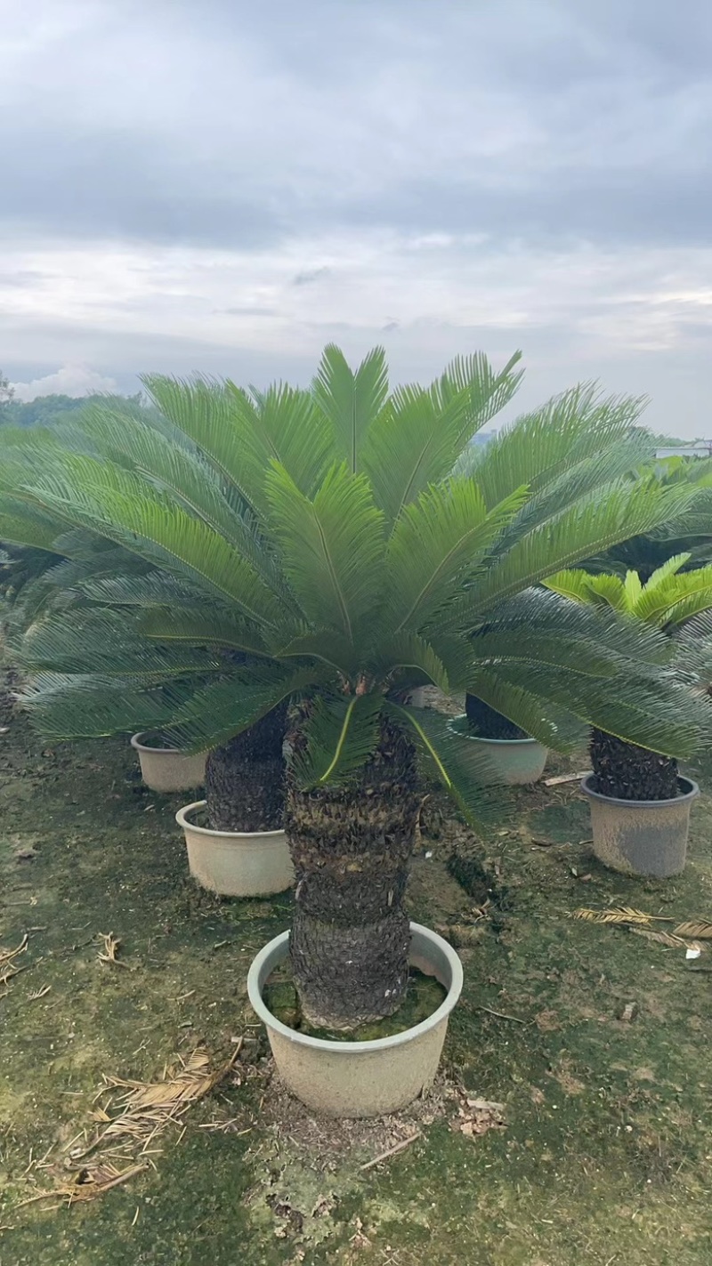 苏铁，自家基地，可视频看货，量大从优欢迎大家来电咨询。