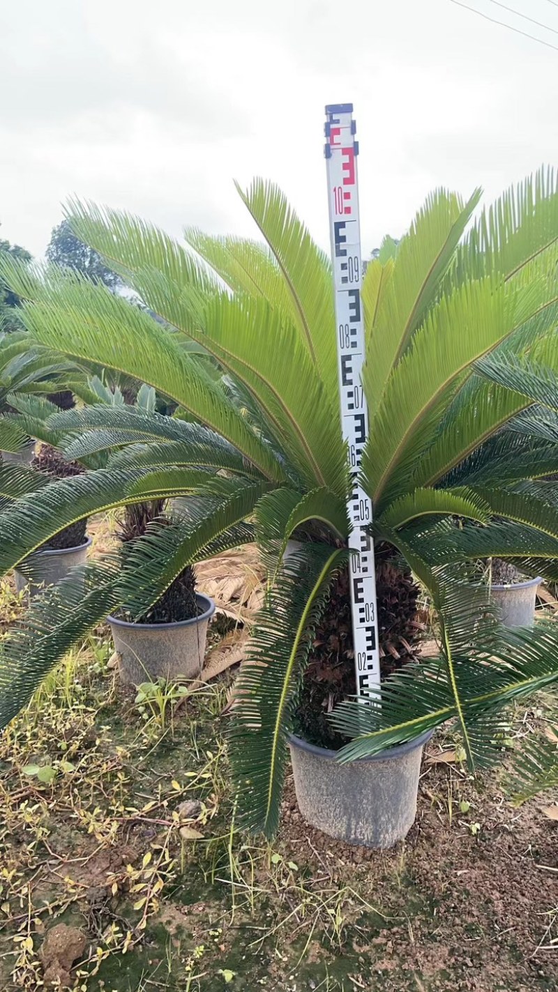苏铁，自家基地，可视频看货，量大从优欢迎大家来电咨询。
