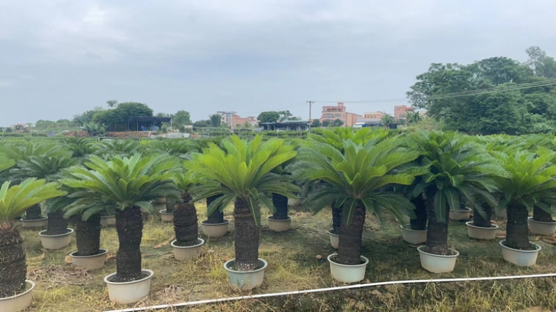 苏铁，自家基地，可视频看货，量大从优欢迎大家来电咨询。