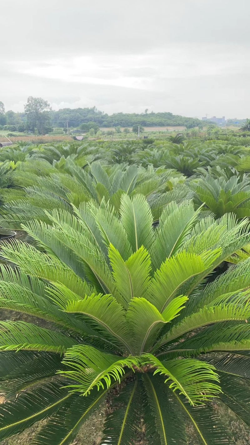 苏铁，自家基地，可视频看货，量大从优欢迎大家来电咨询。