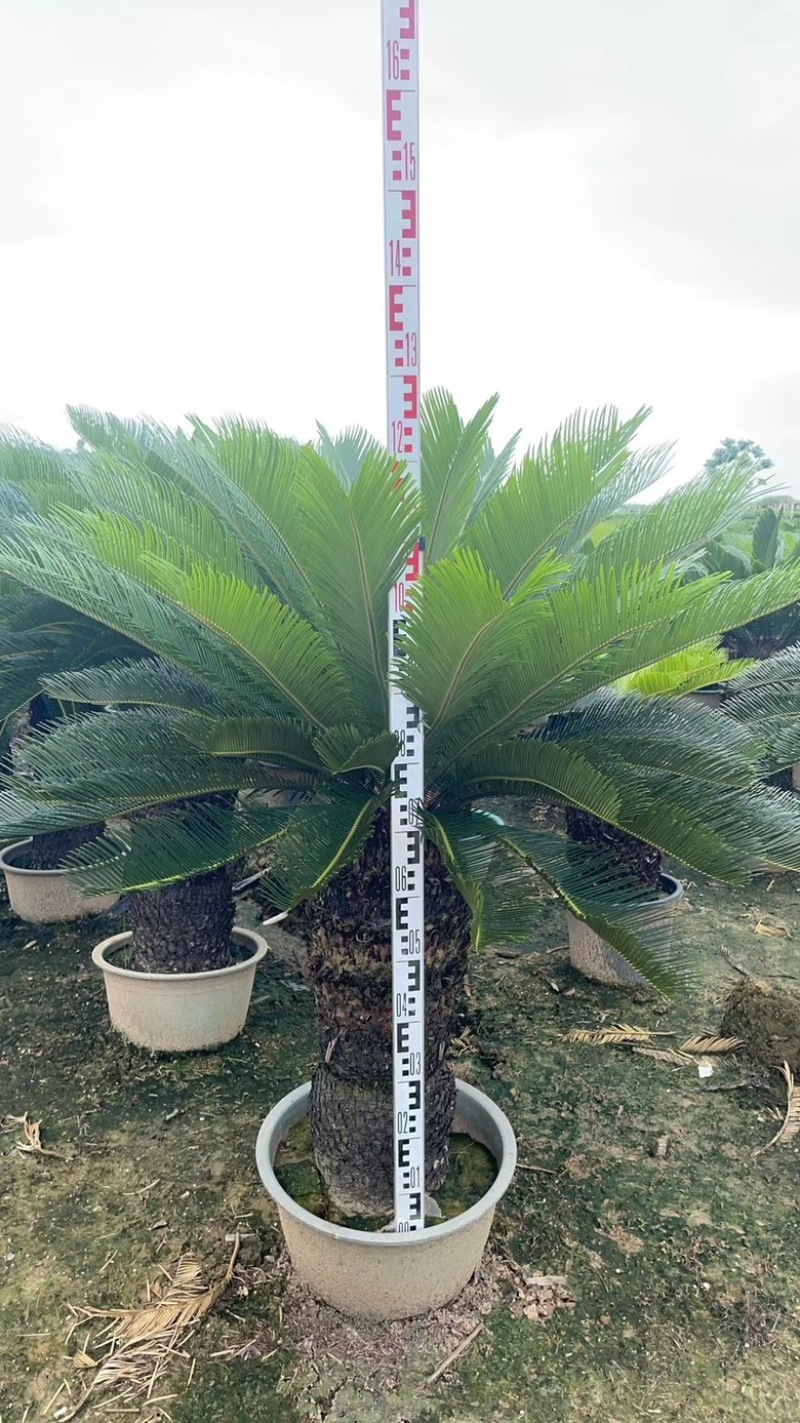 苏铁，自家基地，可视频看货，量大从优欢迎大家来电咨询。