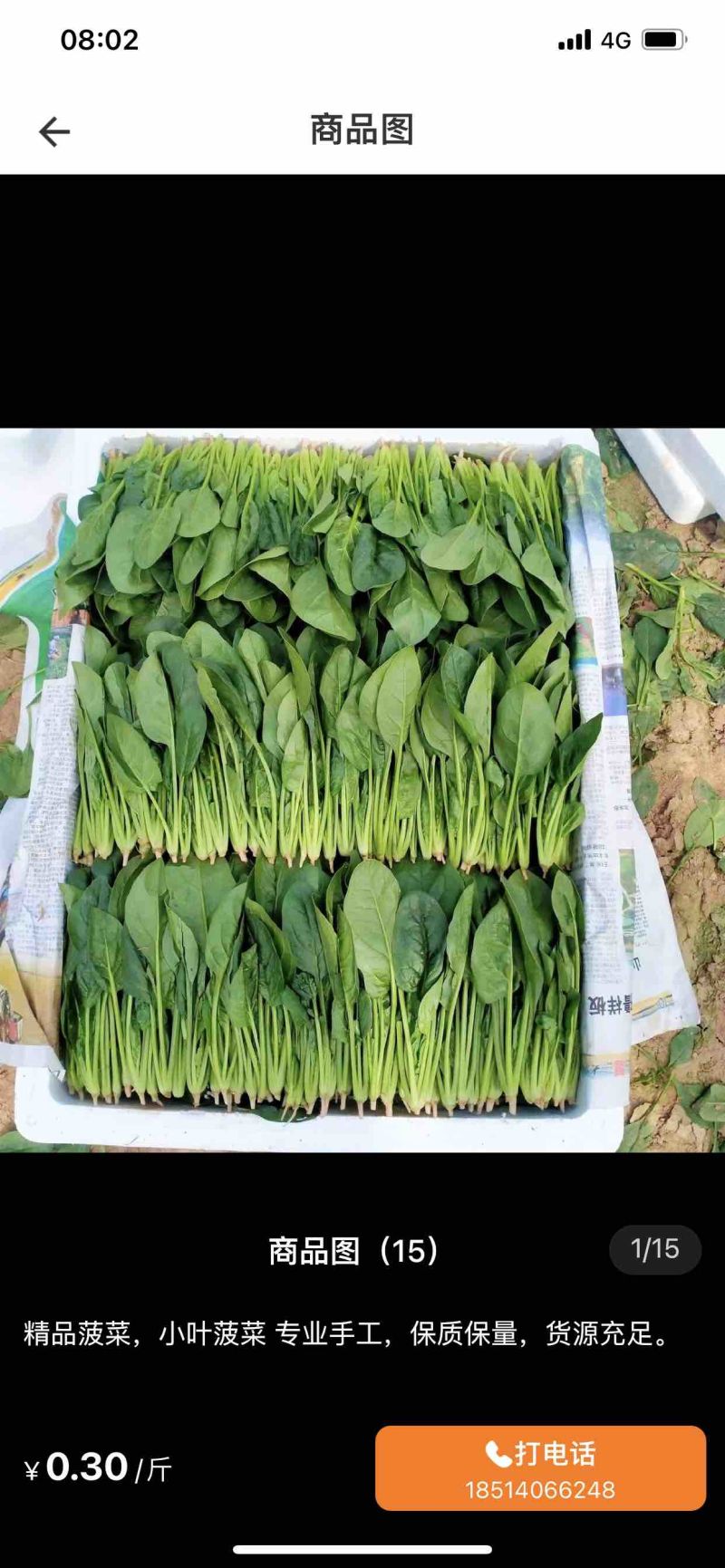 大叶菠菜