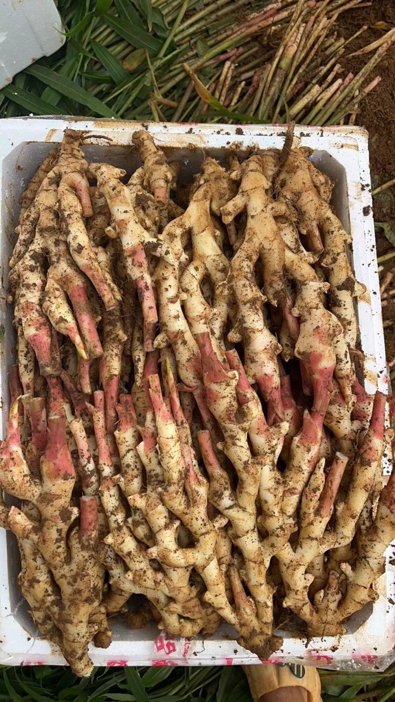 生姜子姜产地直销分货仓内江成都重庆。