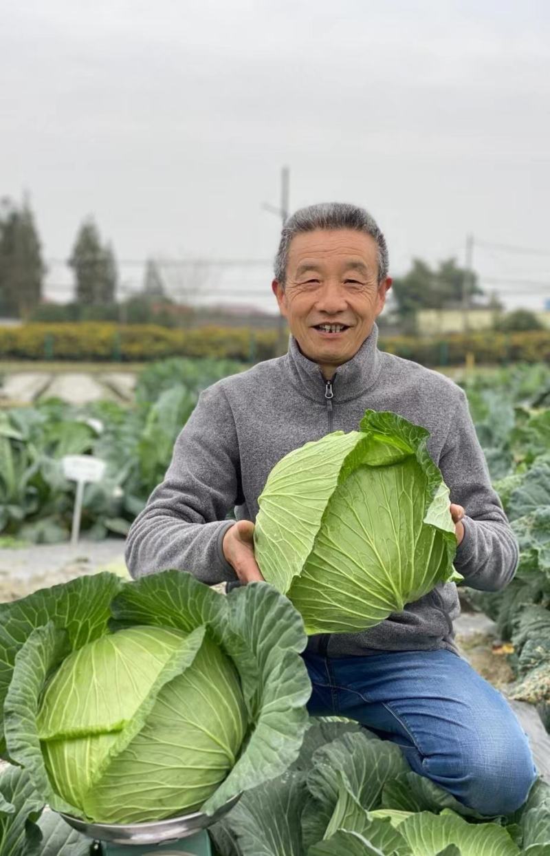 甘蓝种子多途早中熟扁球甘蓝腊粉少颜色鲜绿商品性好