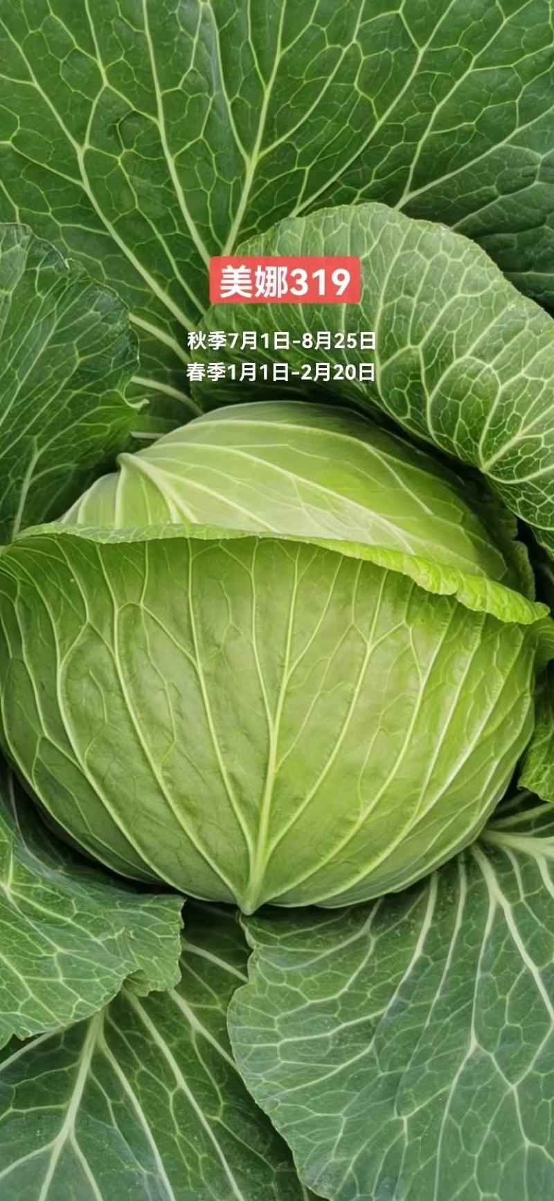 甘蓝种子多途早中熟扁球甘蓝腊粉少颜色鲜绿商品性好