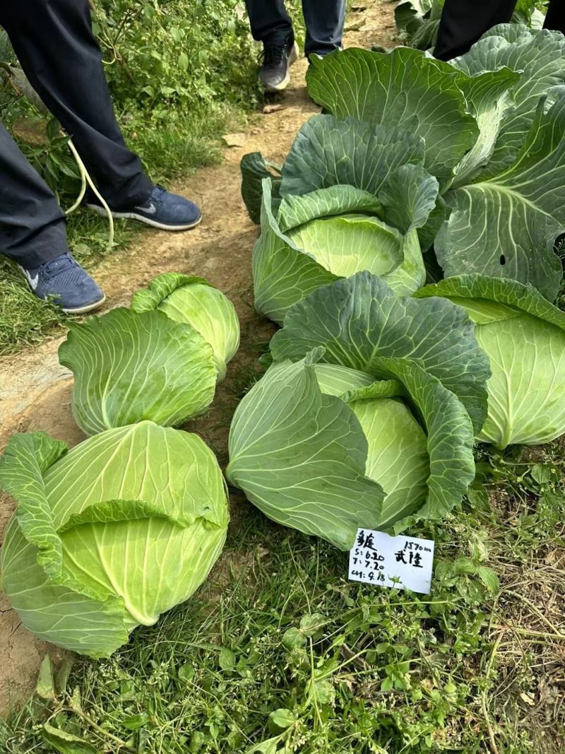 甘蓝种子多途早中熟扁球甘蓝腊粉少颜色鲜绿商品性好