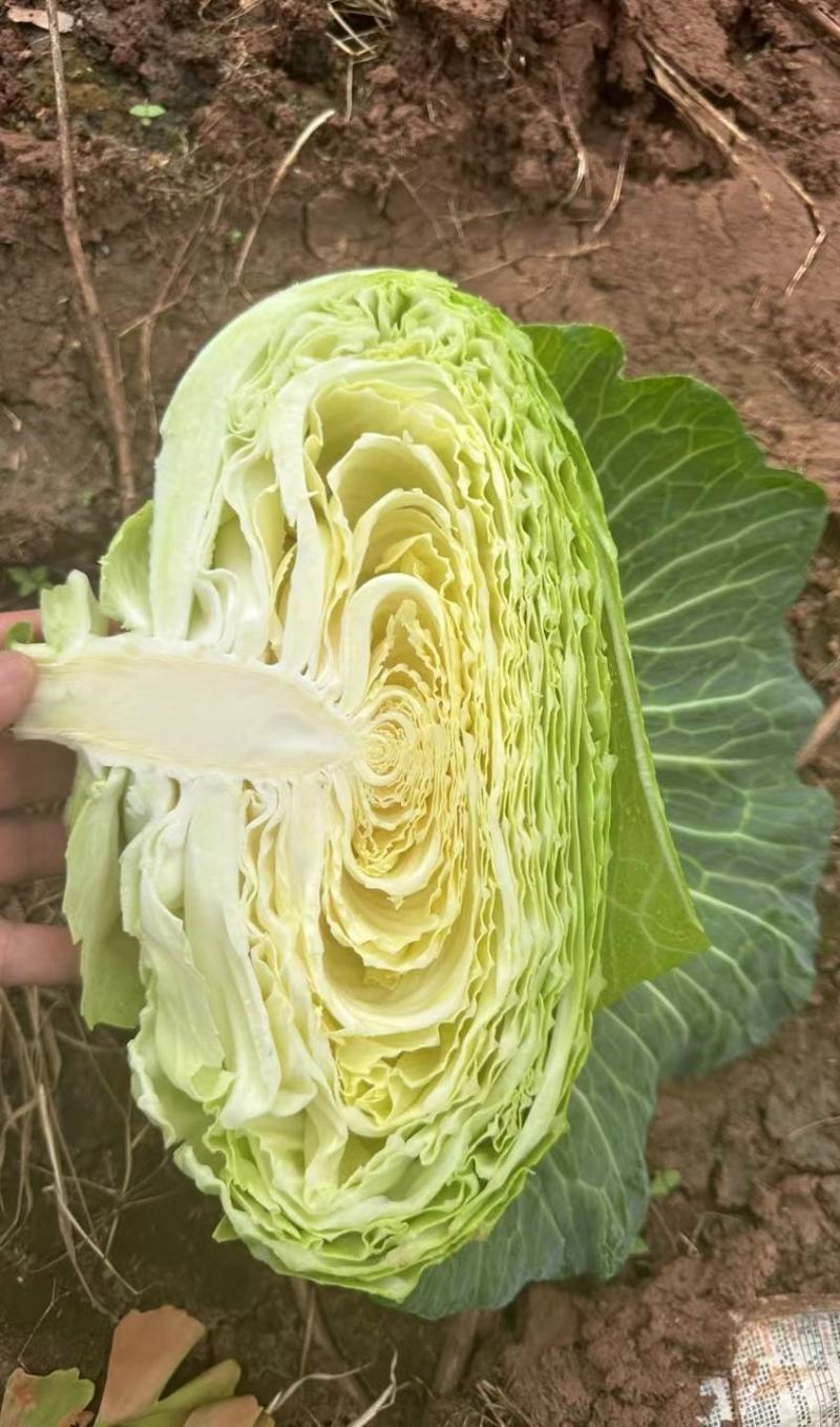 甘蓝种子多途早中熟扁球甘蓝腊粉少颜色鲜绿商品性好