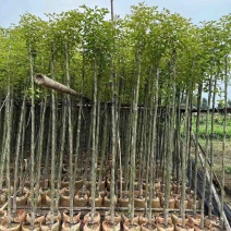 香樟3-15分低价出售