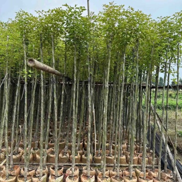 香樟3-15分低价出售