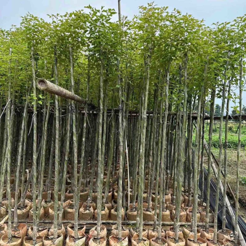 香樟3-15分低价出售