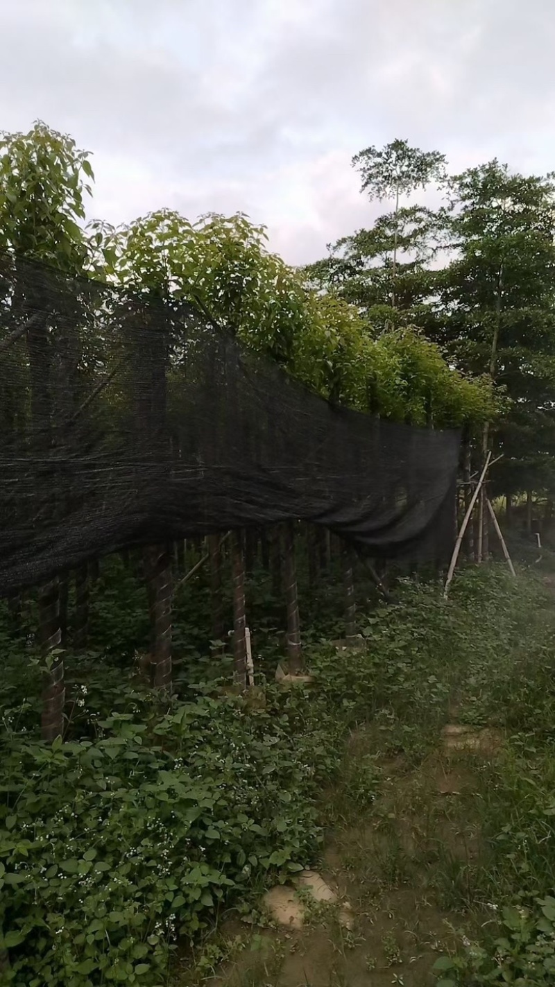 香樟3-15分低价出售