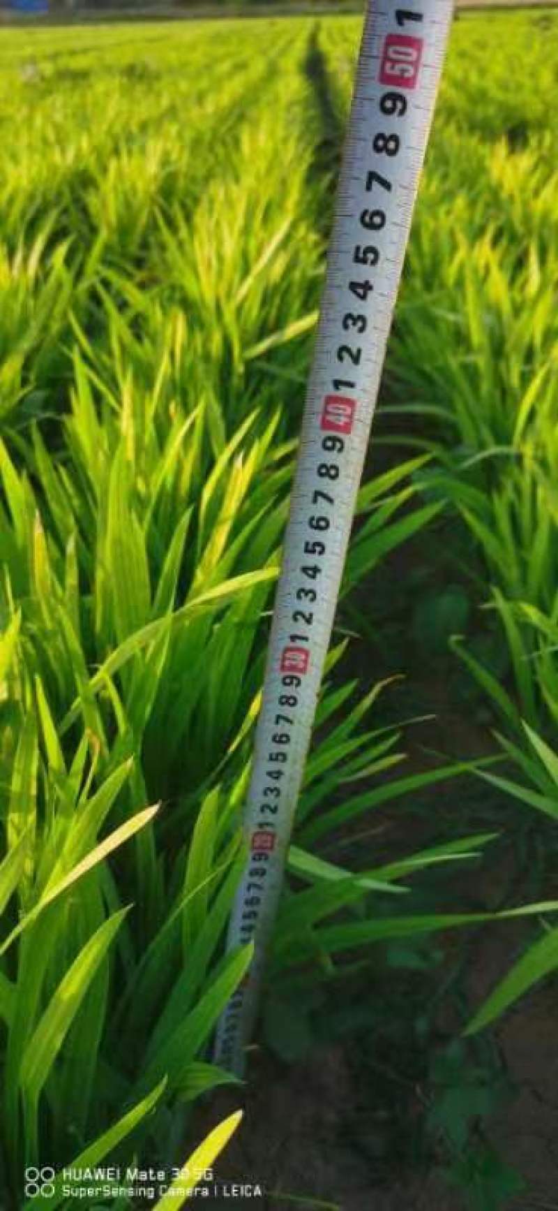 大量出售射干苗，一手货源,大中小各种规格都有,火爆预定中