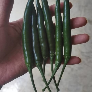 四川特产！新鲜鲜辣椒，火爆热卖中！