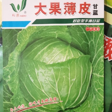 甘蓝种子大果薄皮新育成甜脆莲白中早熟鲜绿薄叶无腊粉