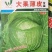 甘蓝种子大果薄皮新育成甜脆莲白中早熟鲜绿薄叶无腊粉
