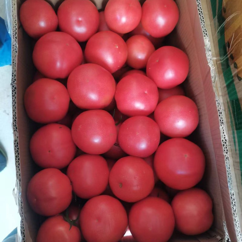 精品西红柿硬粉精品大棚硬粉西红柿大量上市中