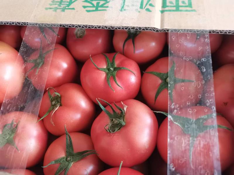 精品西红柿硬粉精品大棚硬粉西红柿大量上市中