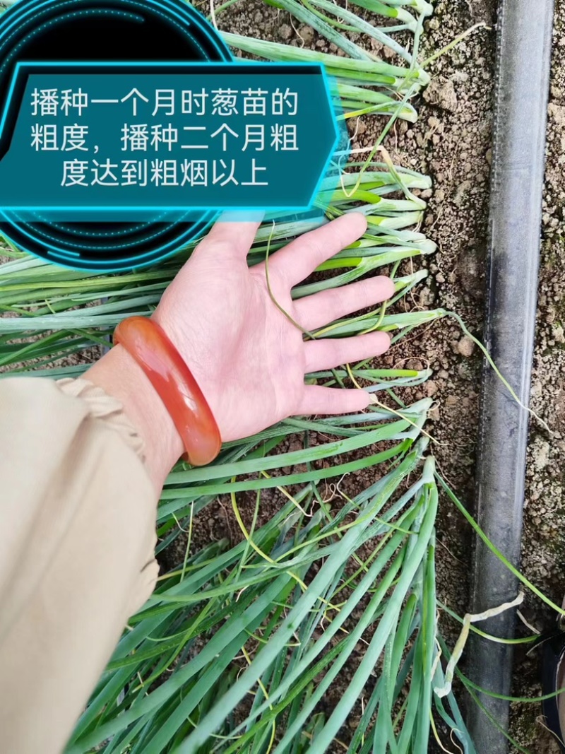 一代精品高端葱苗，铁杆，刚葱，香葱，给客户代育各种葱苗