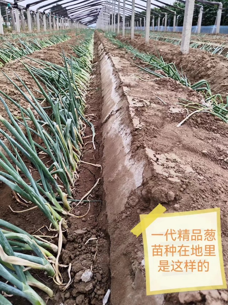 一代精品高端葱苗，铁杆，刚葱，香葱，给客户代育各种葱苗