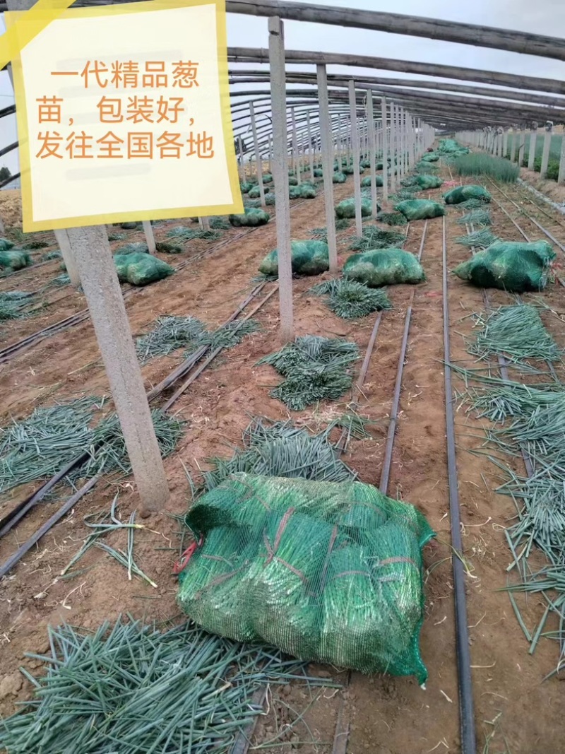 潍坊安丘精品钢葱苗铁杆大葱苗提供代育包技术一条龙服务