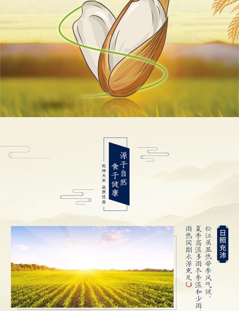 上海市松江区松江大米1013松早香一号