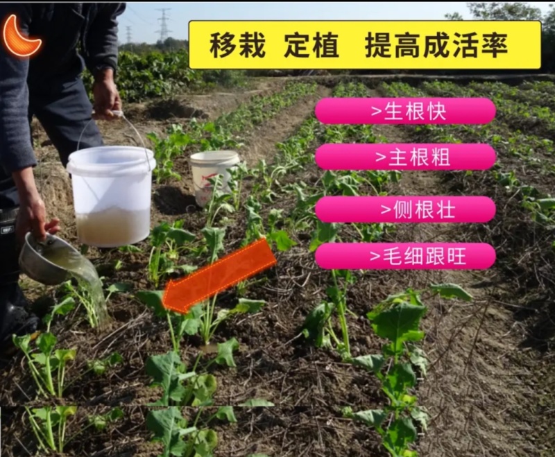 根多苗壮生根促长生根剂强力生根水溶肥爆根原液