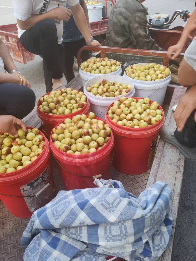 【精选鲜枣】大荔冬枣产地批发支持代发对接全国市场商超团购