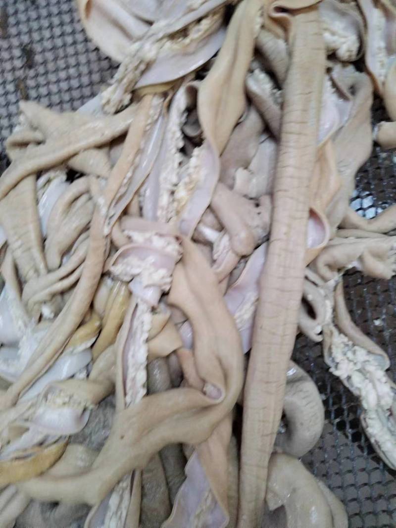 精品熟牛肠质量保证量大价优欢迎老板来电下单