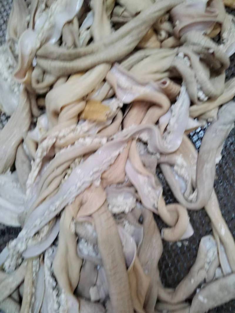 精品熟牛肠质量保证量大价优欢迎老板来电下单