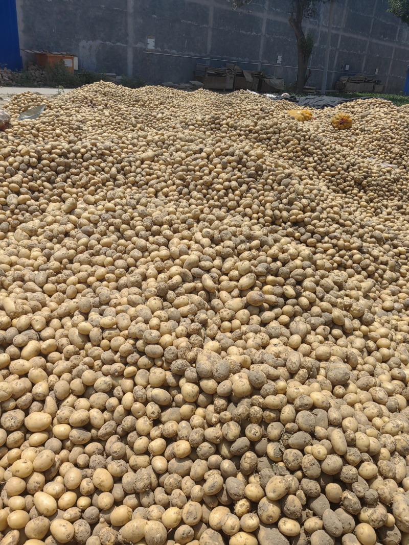 淀粉土豆大量供应淀粉厂脱水加工厂