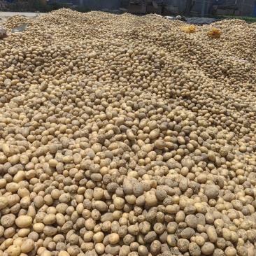 淀粉土豆大量供应淀粉厂脱水加工厂