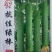 肉丝瓜种子抗佳绿棒早熟青绿色结瓜早产瓜条顺直高产